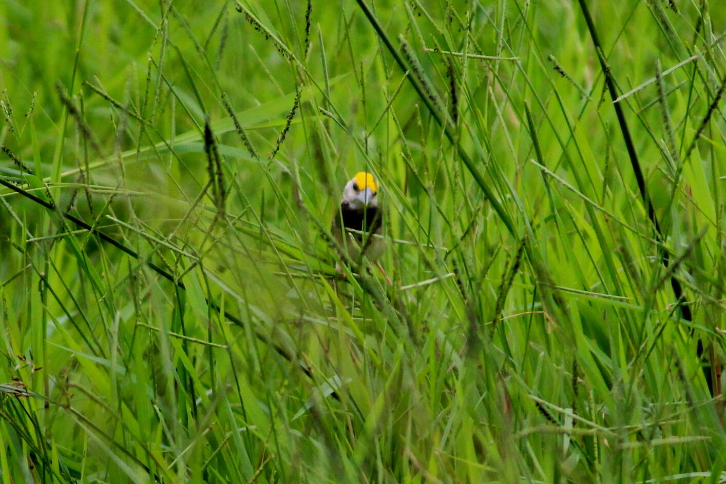 Image de Tisserin du Bengale