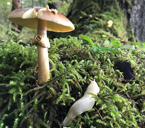 Image of Amanita augusta Bojantchev & R. M. Davis 2013