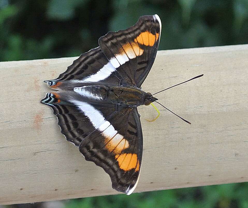 Image of Doxocopa linda Felder 1862