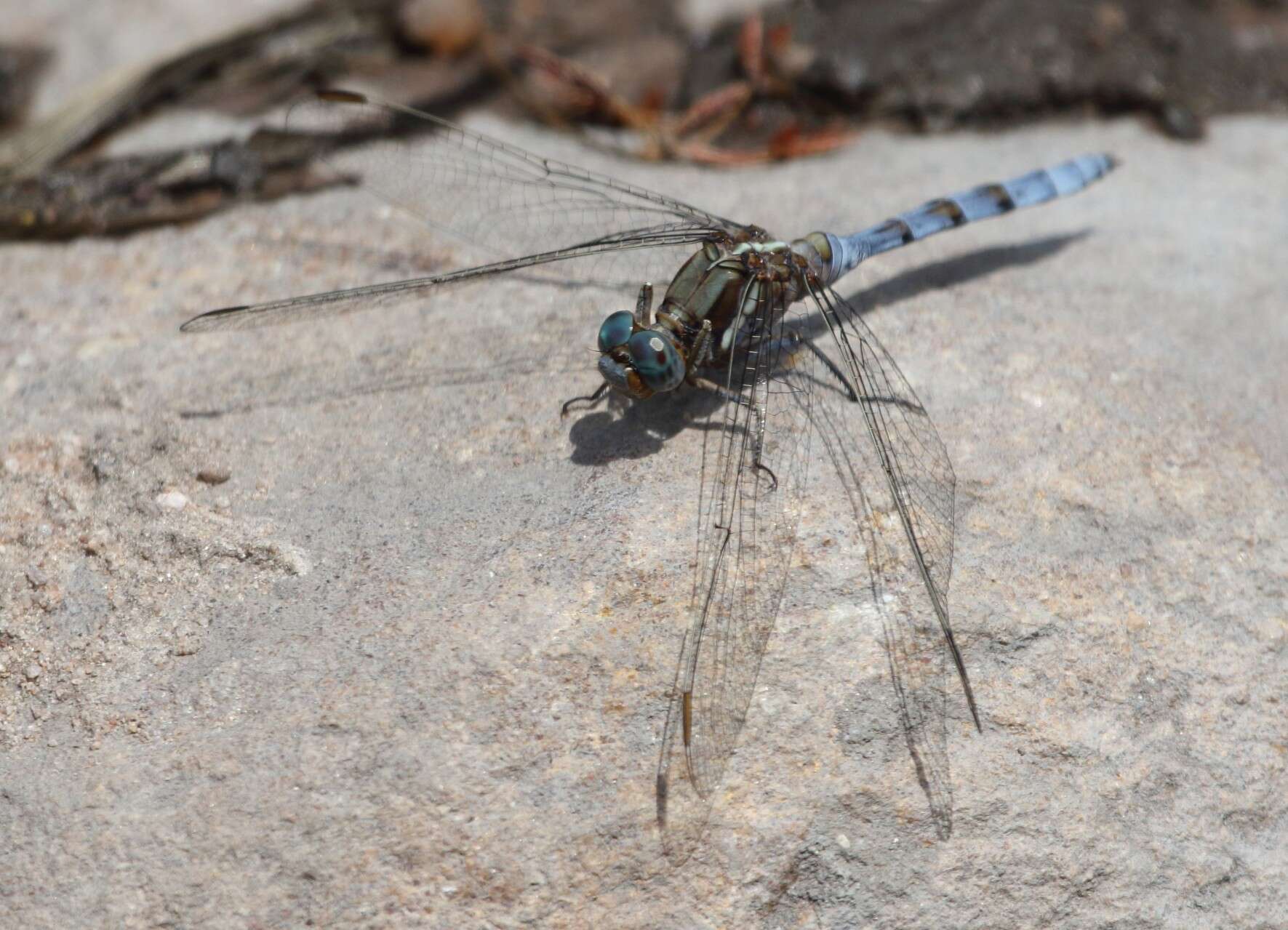 Image of Epaulet Skimmer