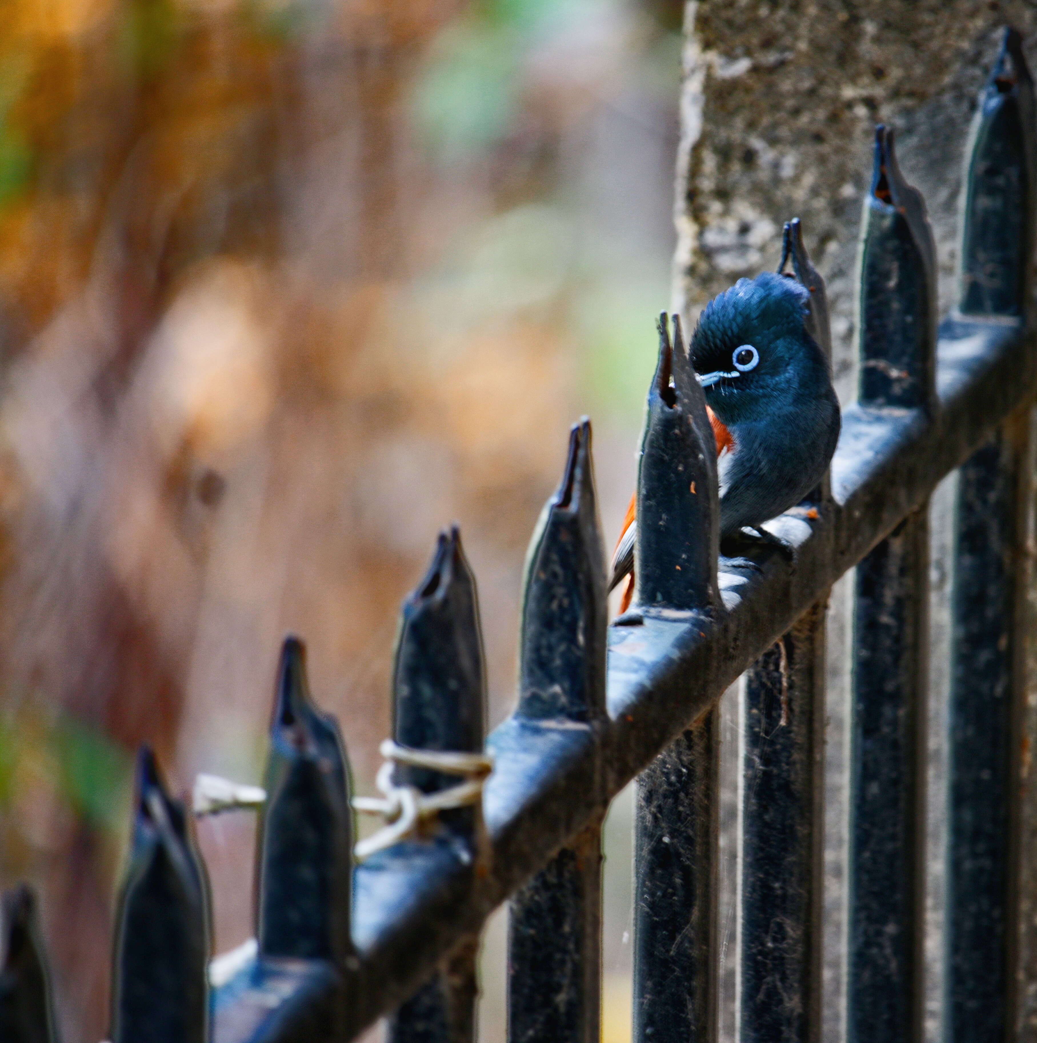 Image of African Paradise Flycatcher