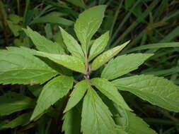 Image of hemp agrimony