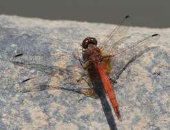 Image of Russet Dropwing