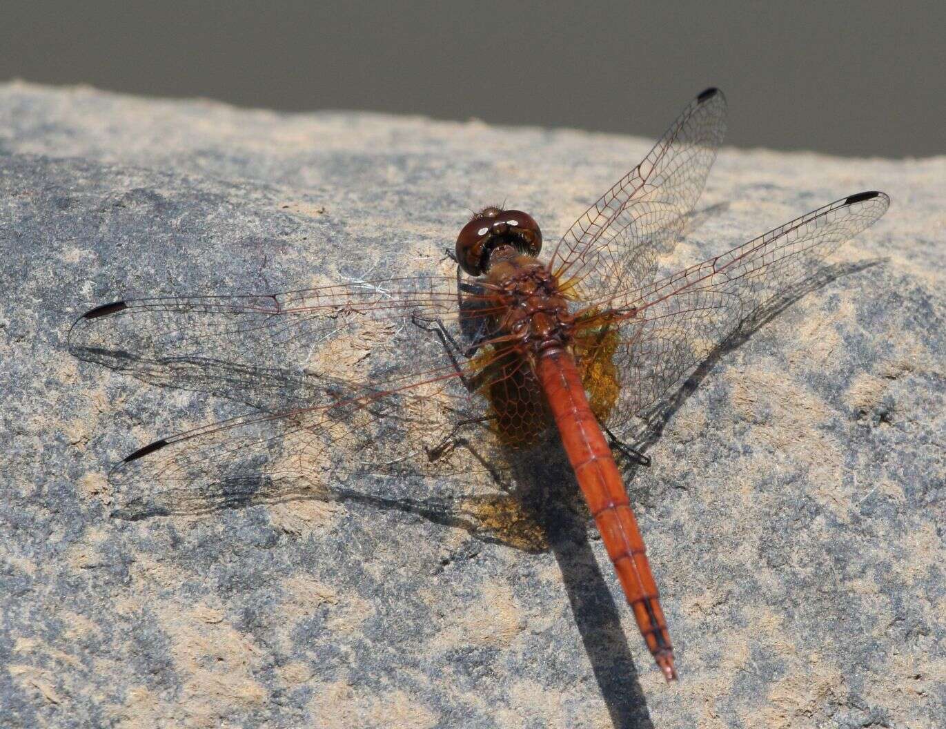 Image of Russet Dropwing