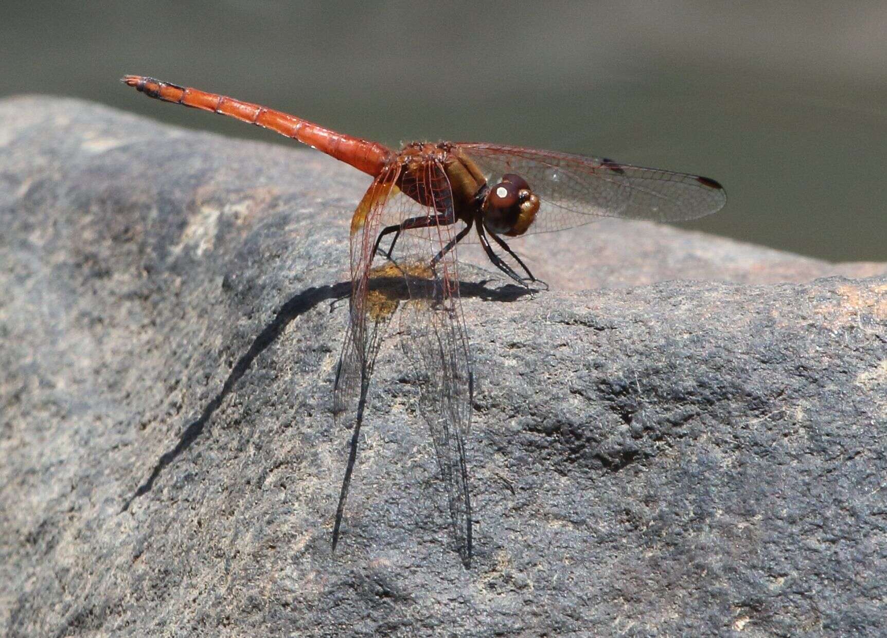 Image of Russet Dropwing