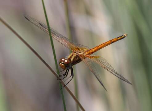 Image of Russet Dropwing