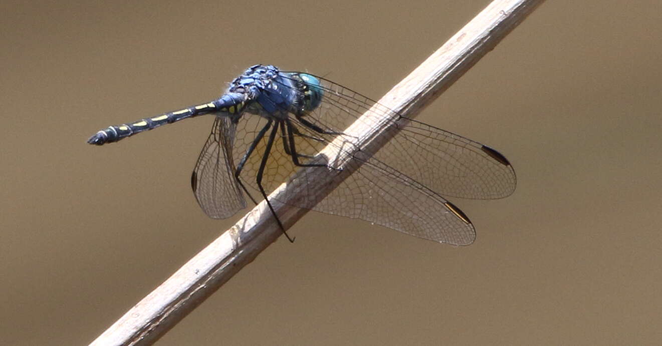 Image of Jaunty Dropwing