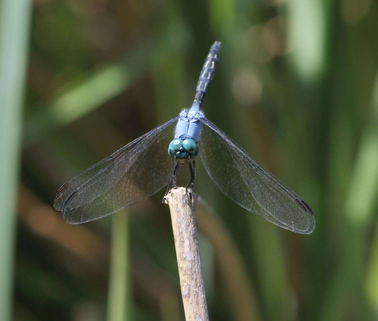 Image of Jaunty Dropwing