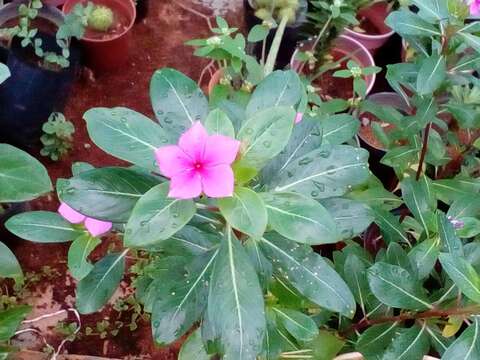 Imagem de Catharanthus roseus (L.) G. Don