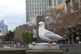 Image of Silver Gull