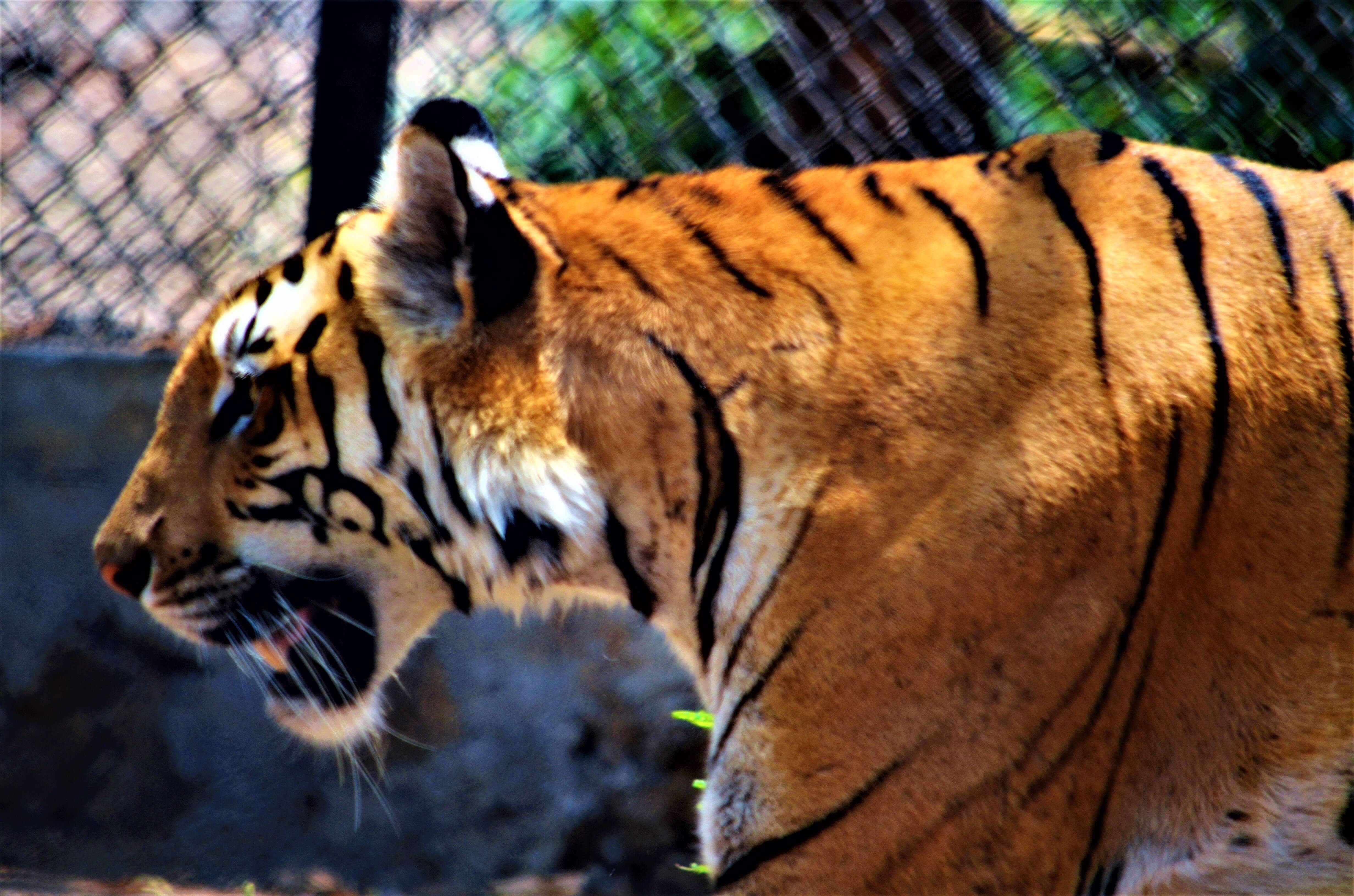 Imagem de Tigre-de-bengala