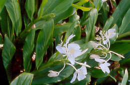 Imagem de Hedychium coronarium J. Koenig