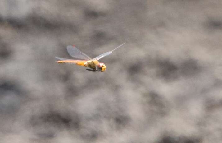 Image of Rainpool Gliders