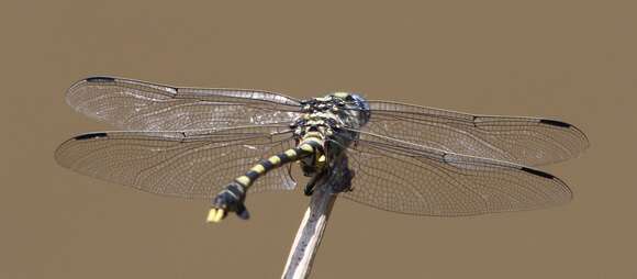 صورة Ictinogomphus ferox (Rambur 1842)