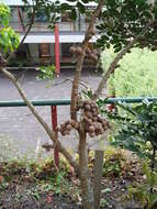 Dysoxylum pachyphyllum Hemsl.的圖片