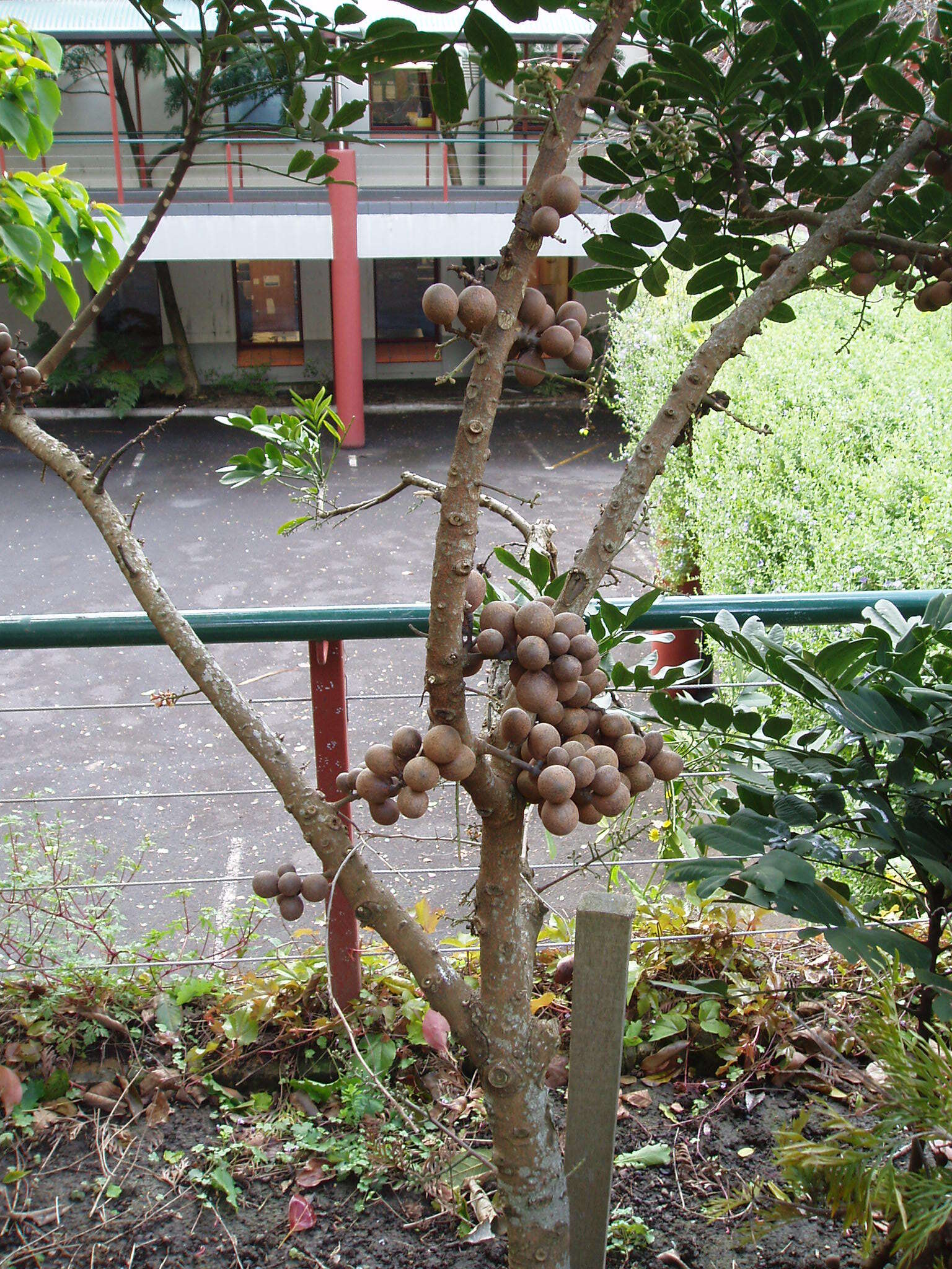 Dysoxylum pachyphyllum Hemsl.的圖片