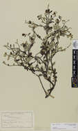 Image of Corokia cotoneaster Raoul