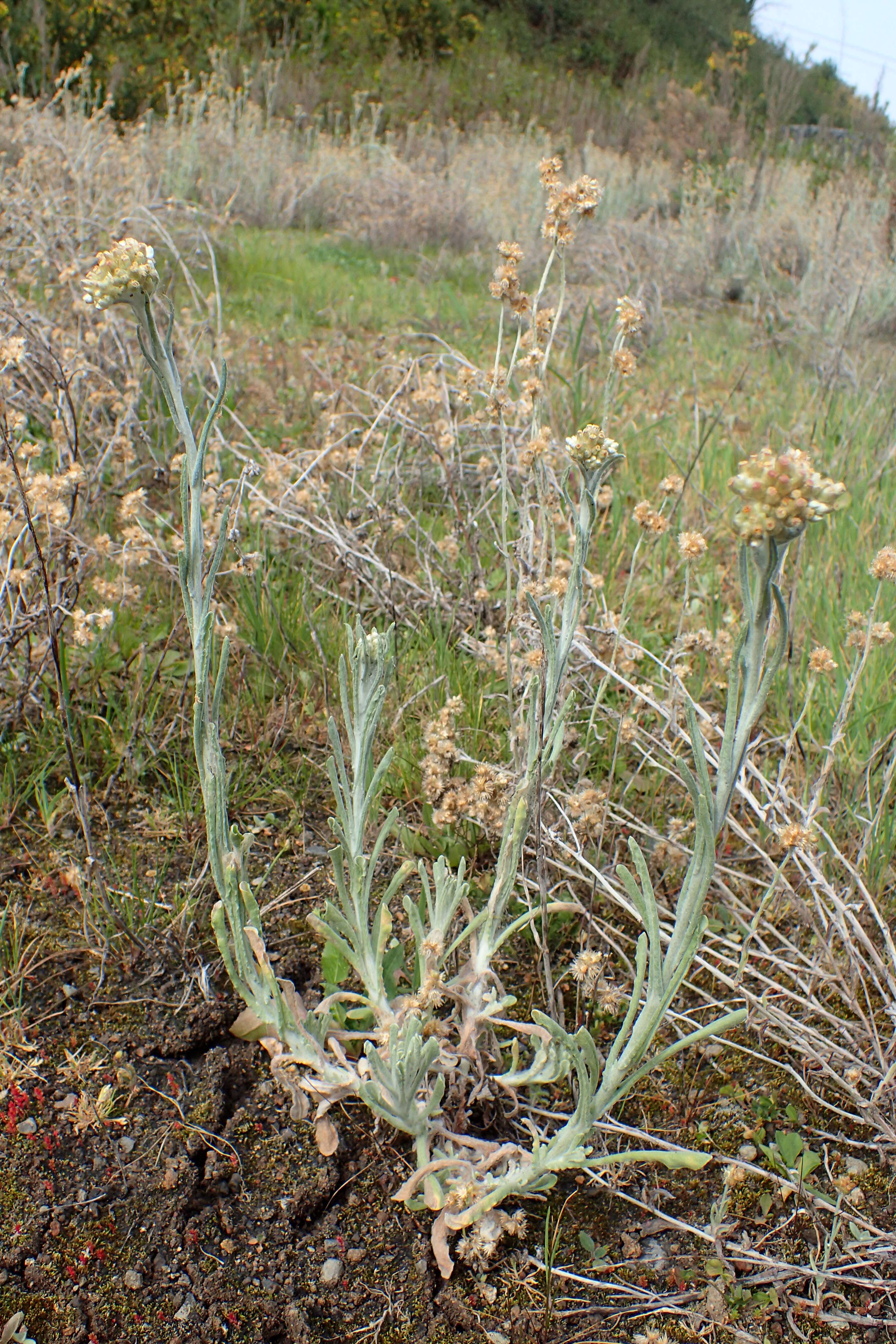 Image of Jersey cudweed