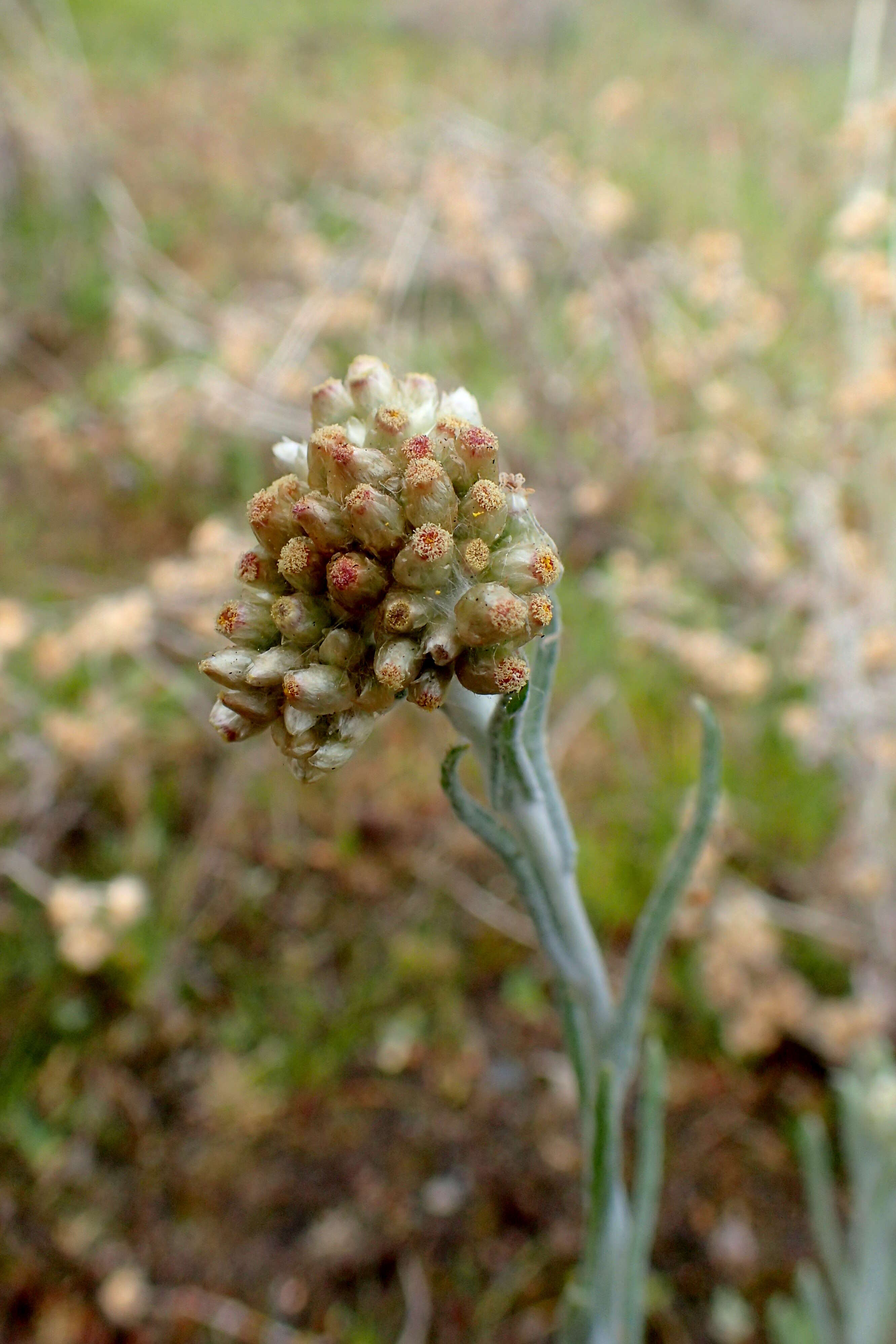 Image of Jersey cudweed