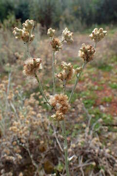 Image of Jersey cudweed