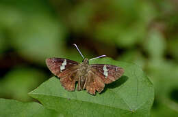 Celaenorrhinus leucocera Kollar 1848 resmi