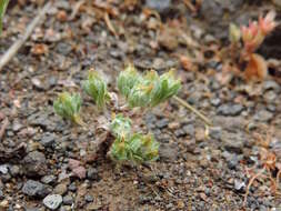 Image of broad-leaved cutweed