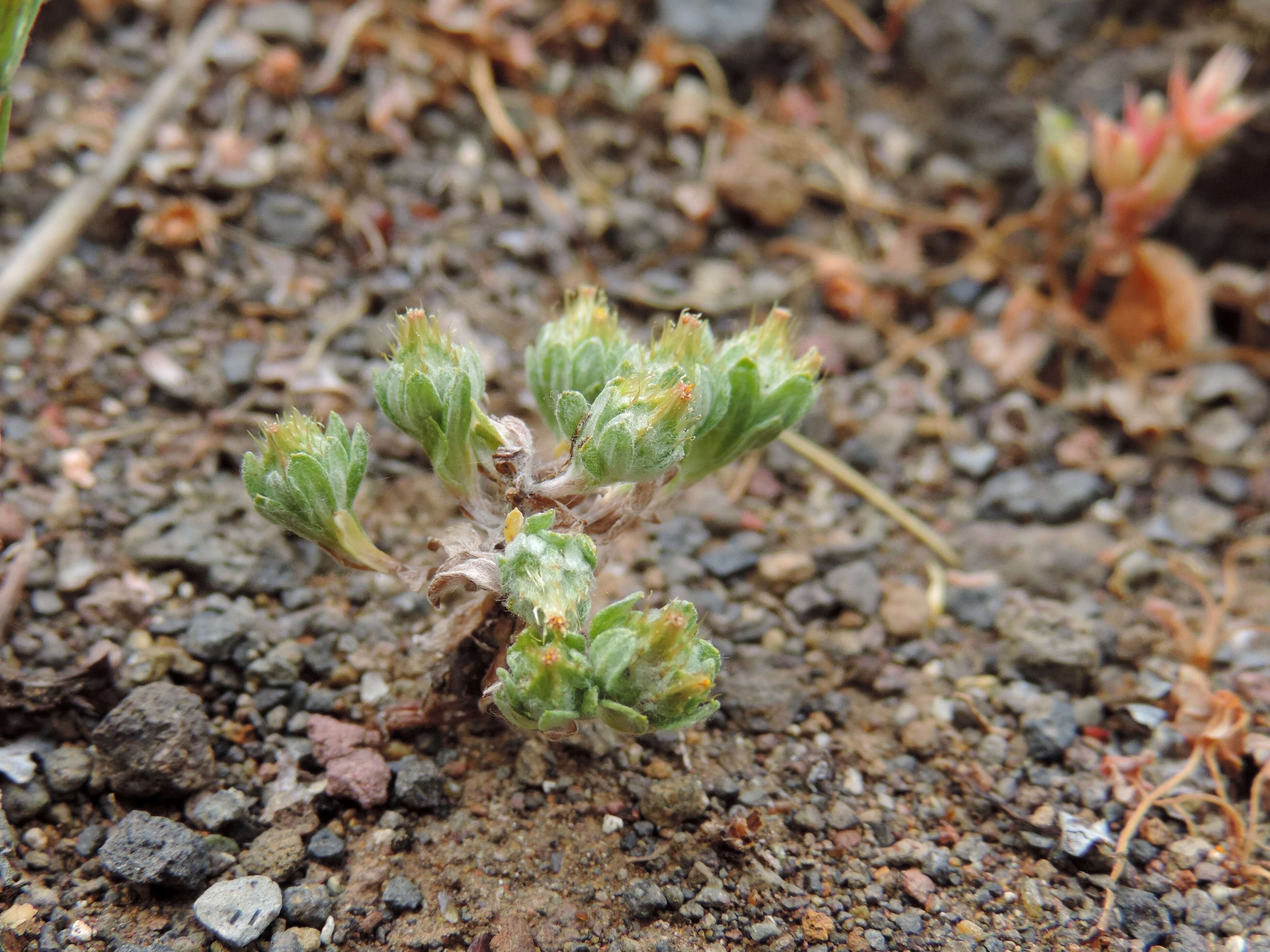 Image of broad-leaved cutweed