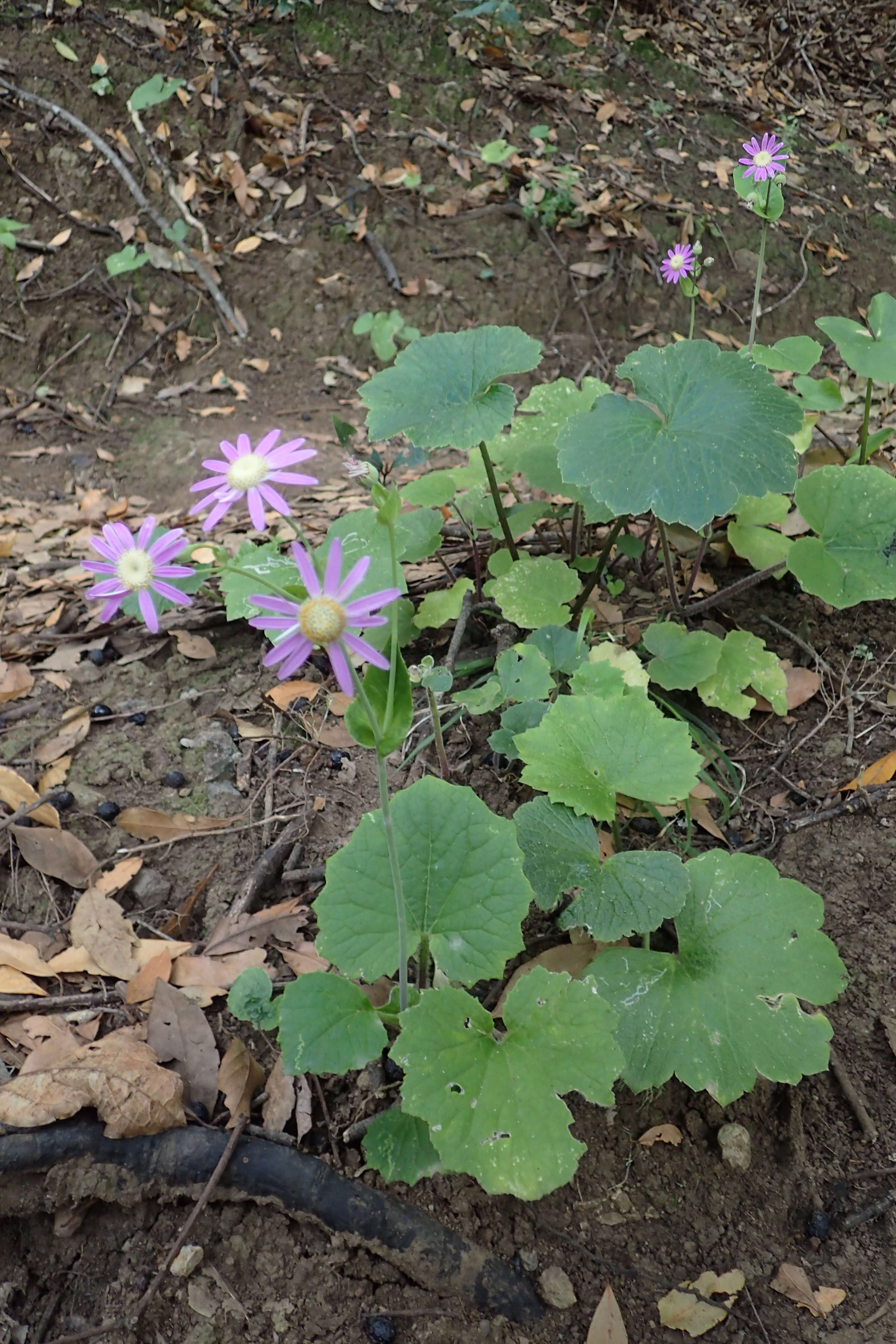 Imagem de Pericallis tussilaginis (L'Hér.) Webb & Berth.