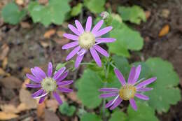 Imagem de Pericallis tussilaginis (L'Hér.) Webb & Berth.