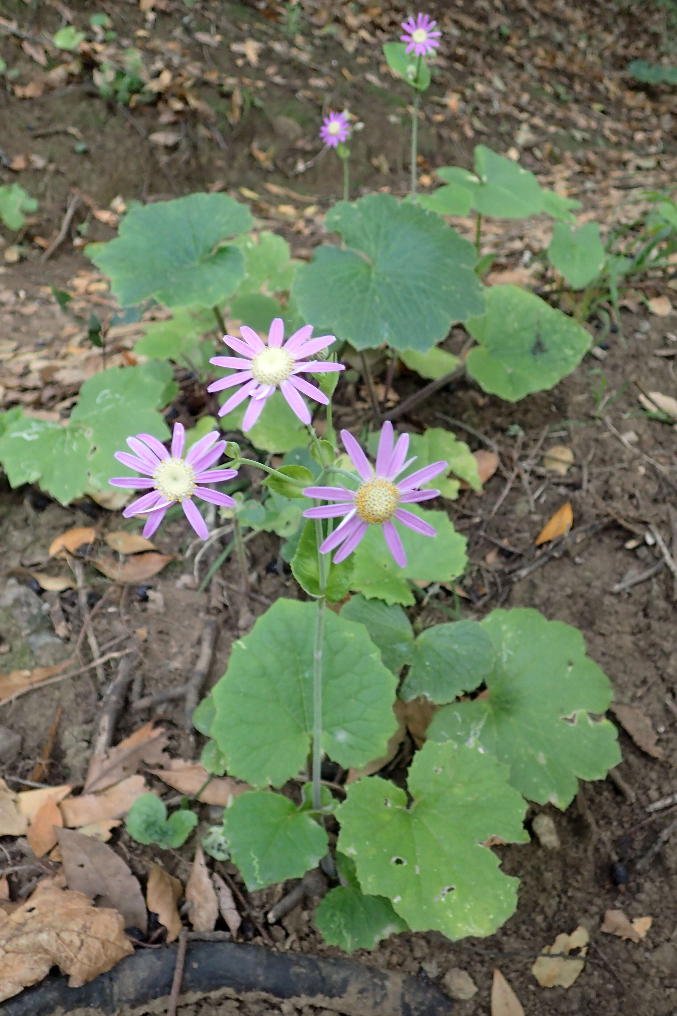 Imagem de Pericallis tussilaginis (L'Hér.) Webb & Berth.