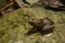 Image of Bull Frog