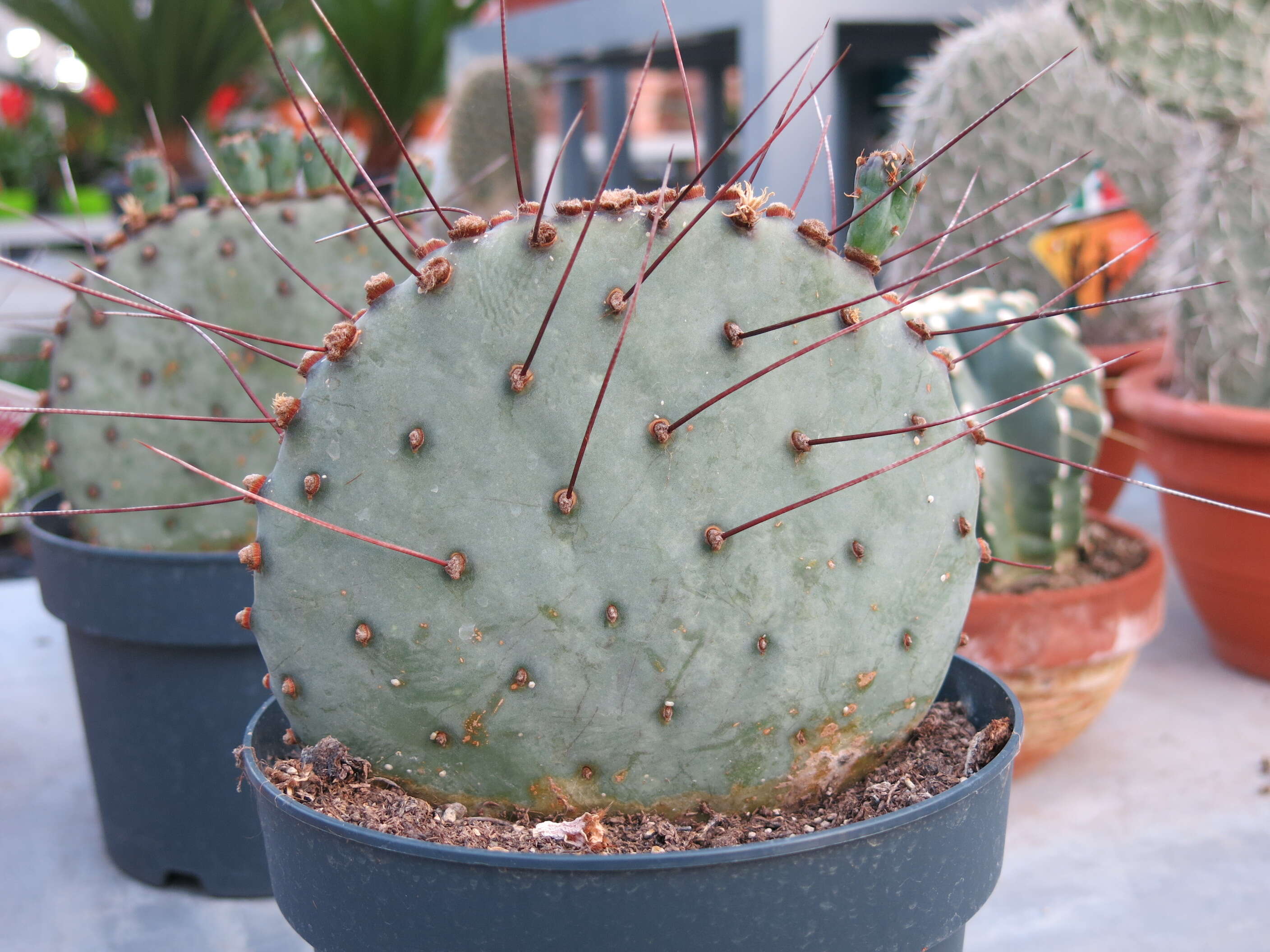 Image of Opuntia azurea