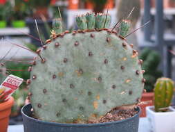 Image of Opuntia azurea