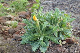 Image of Reichardia ligulata (Vent.) Kunkel & Sunding