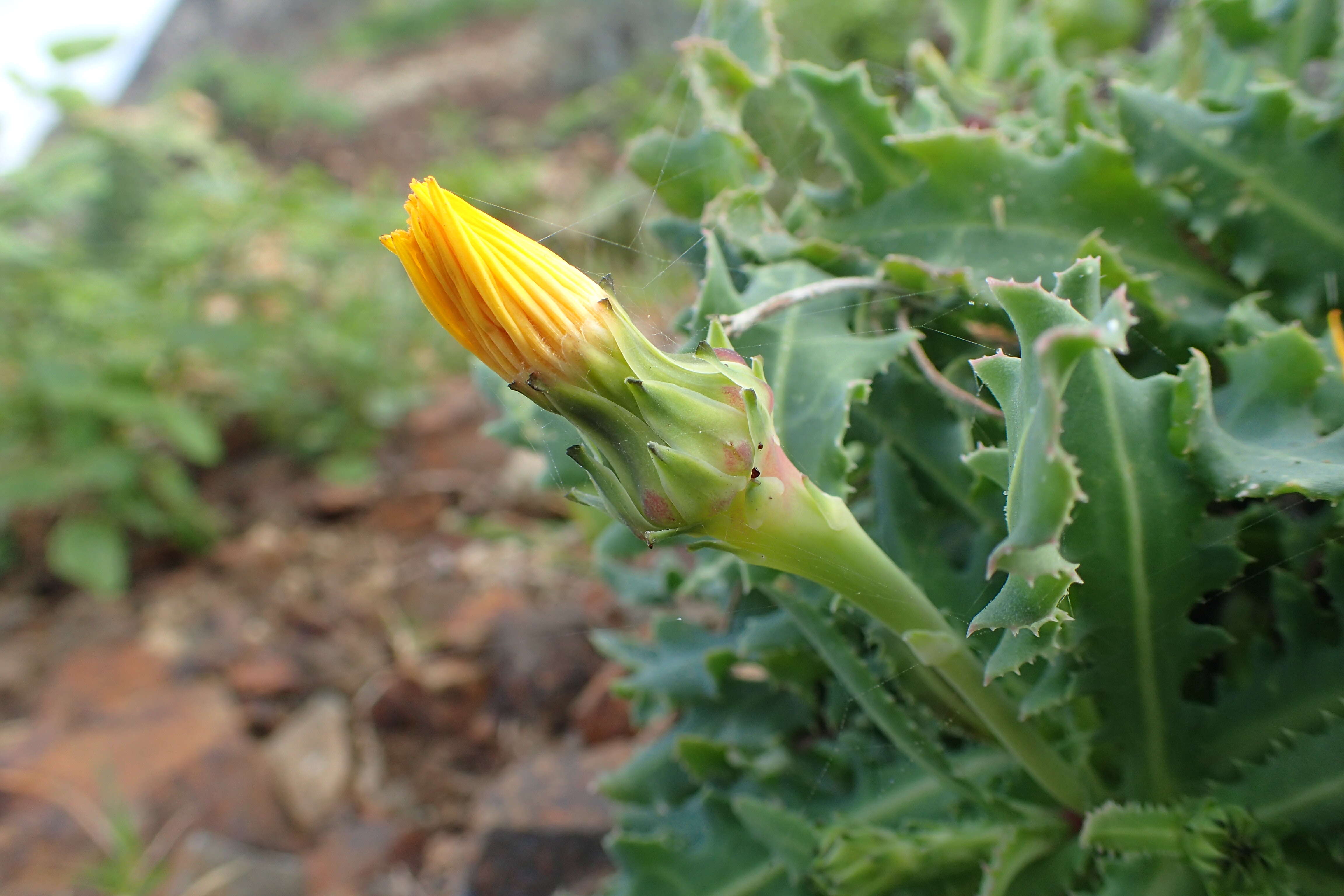 Image of Reichardia ligulata (Vent.) Kunkel & Sunding