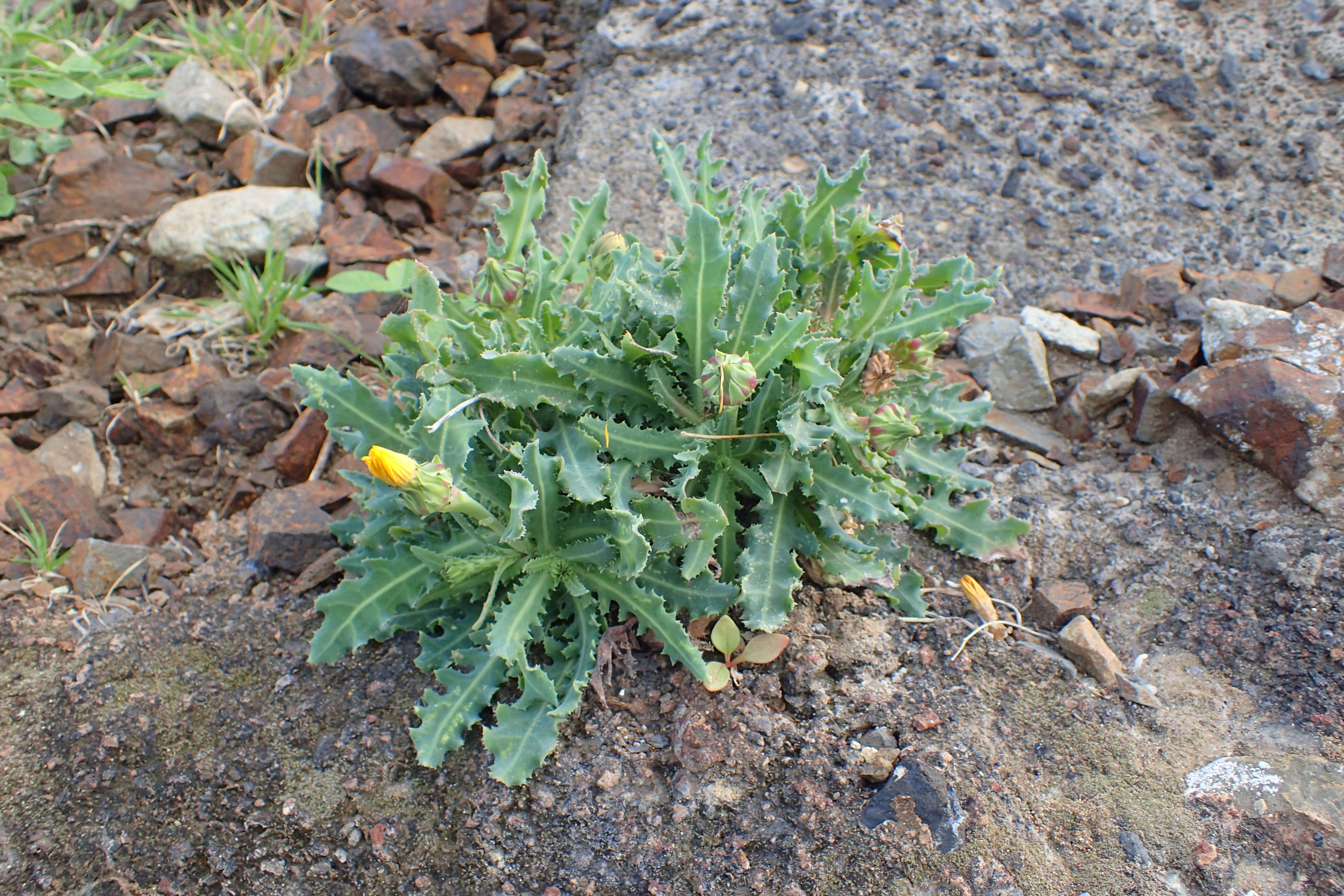 Image of Reichardia ligulata (Vent.) Kunkel & Sunding