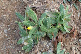 Image of Reichardia ligulata (Vent.) Kunkel & Sunding