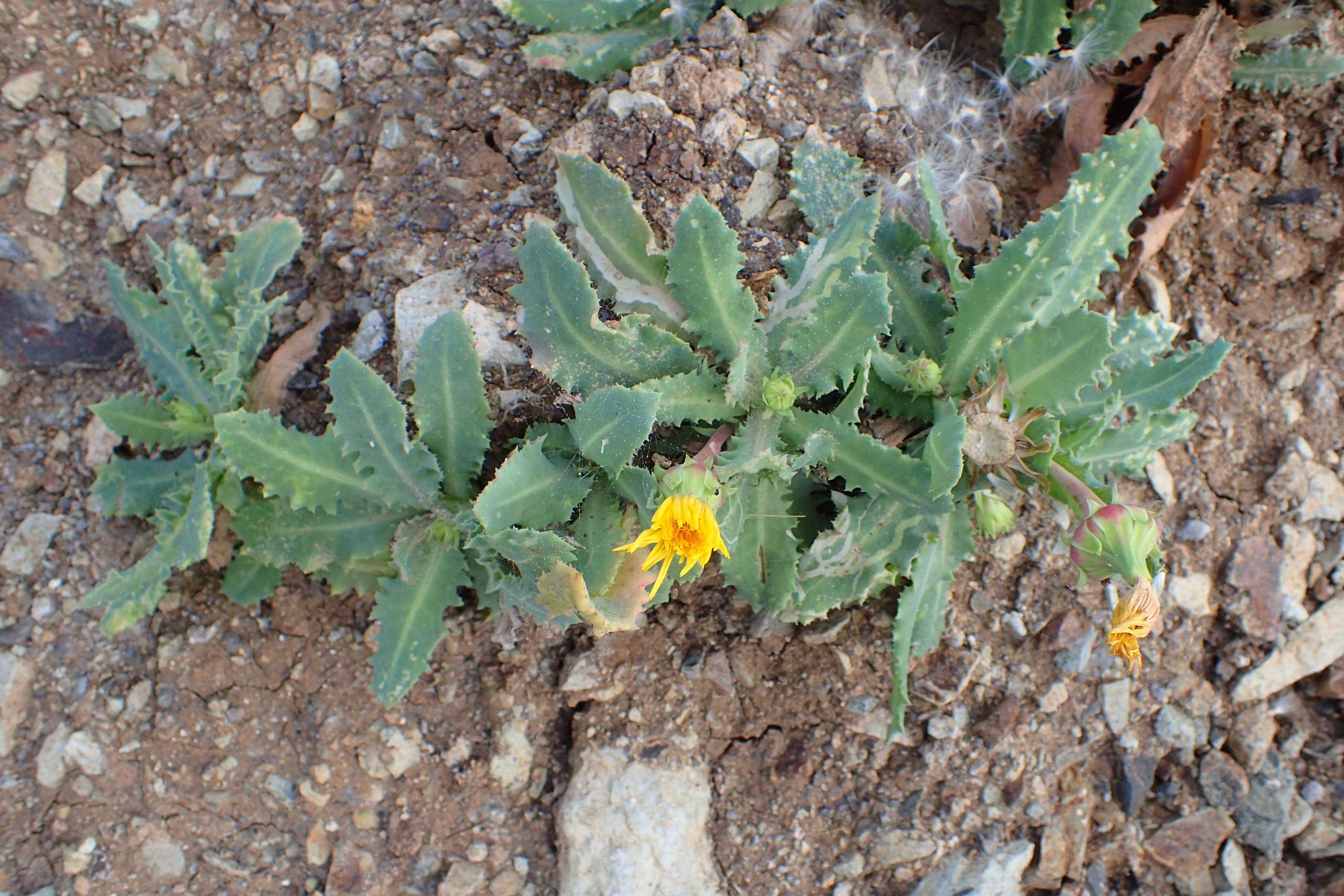 Image of Reichardia ligulata (Vent.) Kunkel & Sunding