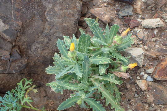 Image of Reichardia ligulata (Vent.) Kunkel & Sunding