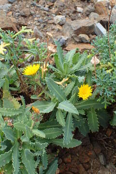 Image of Reichardia ligulata (Vent.) Kunkel & Sunding