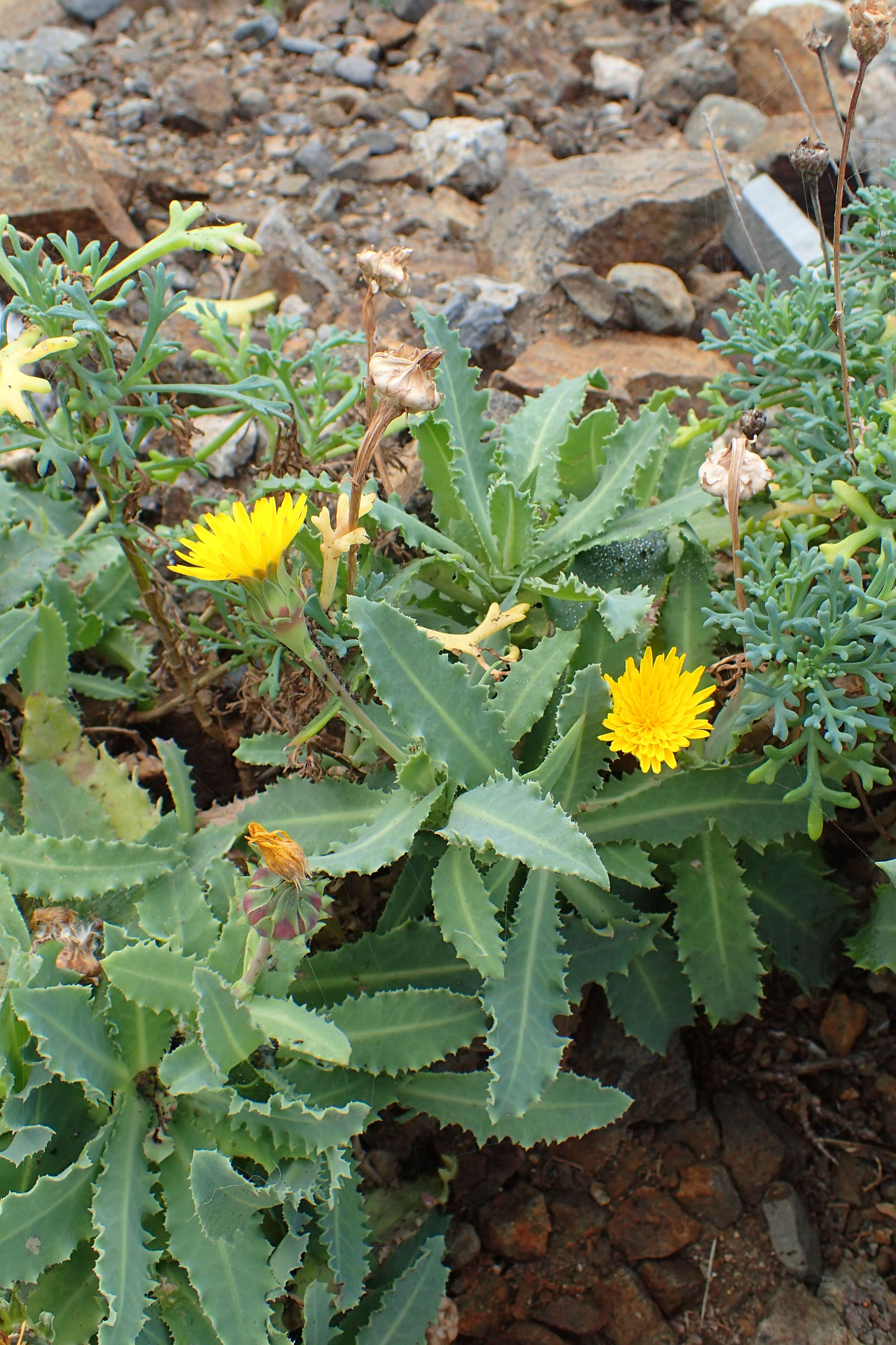 Image of Reichardia ligulata (Vent.) Kunkel & Sunding