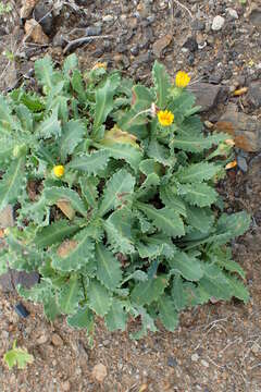 Image of Reichardia ligulata (Vent.) Kunkel & Sunding