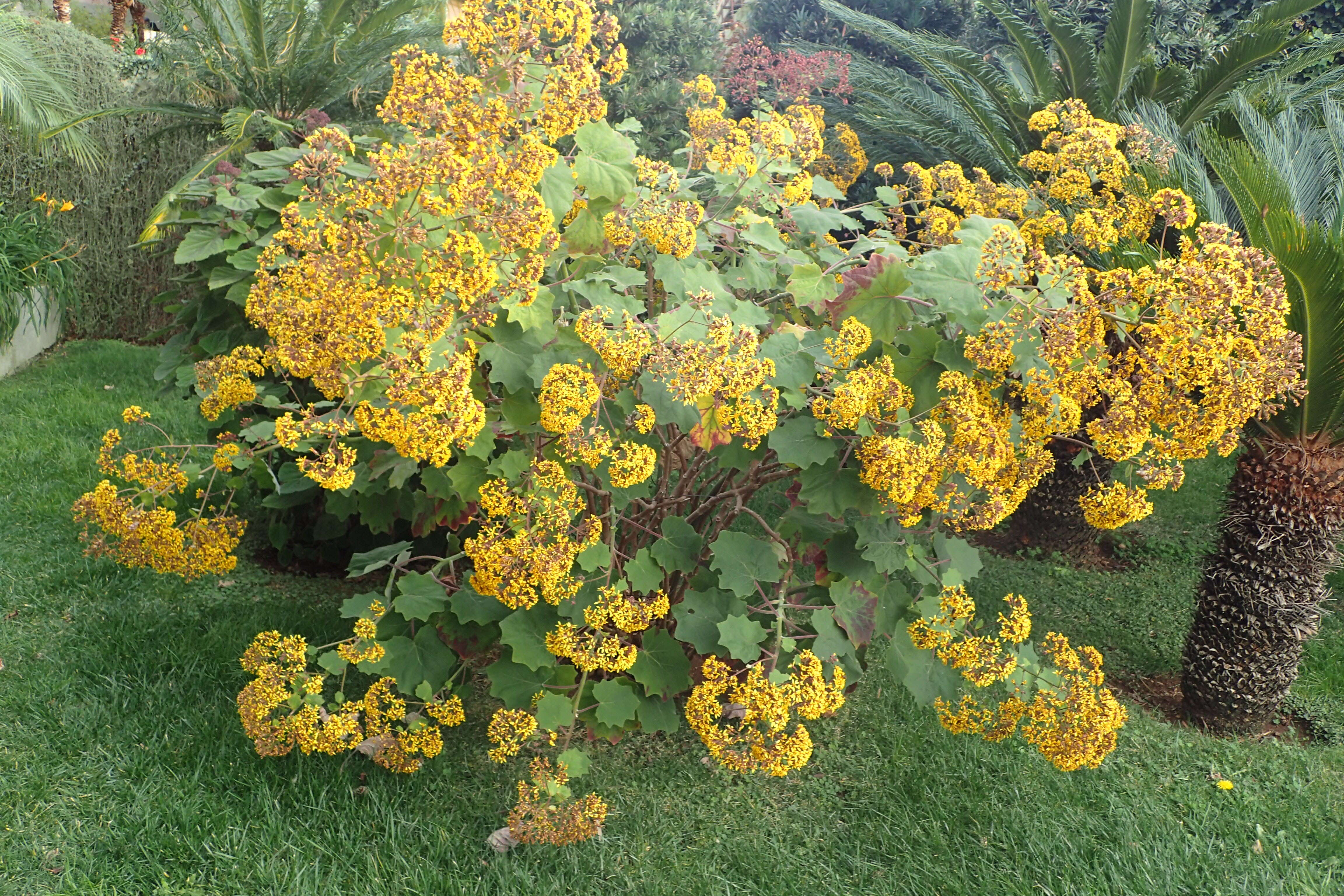 Image of velvet groundsel