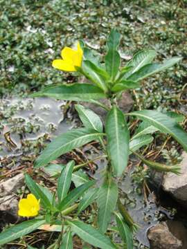 Image of floating primrose-willow