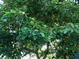 Erythrina falcata Benth. resmi