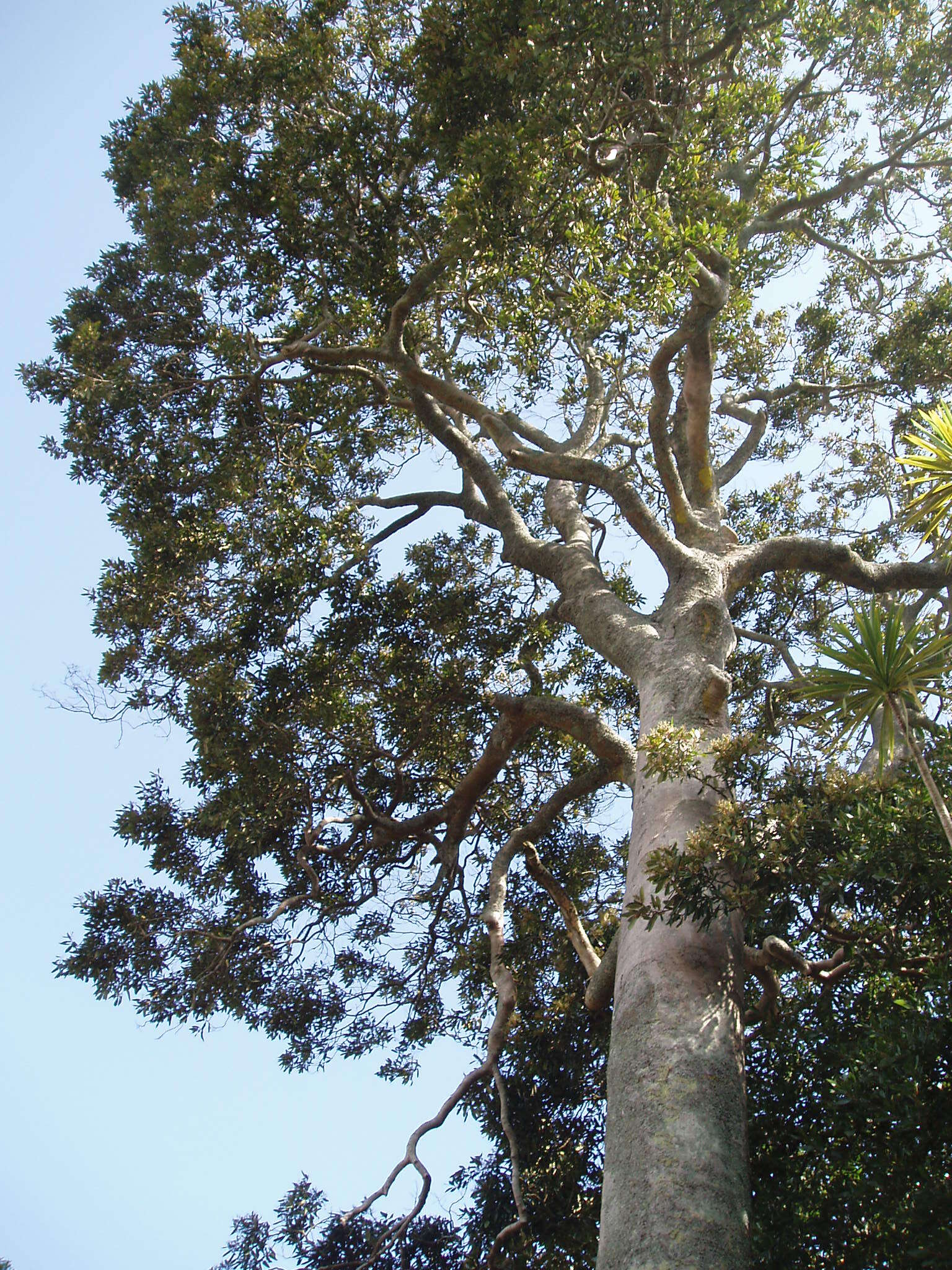 Image of Cryptocarya obovata R. Br.