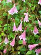 Image of Twinflower