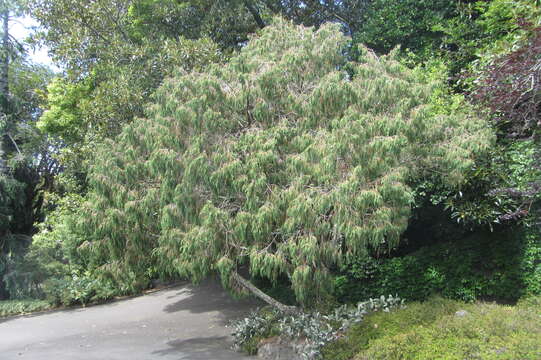 Image of Drooping Juniper