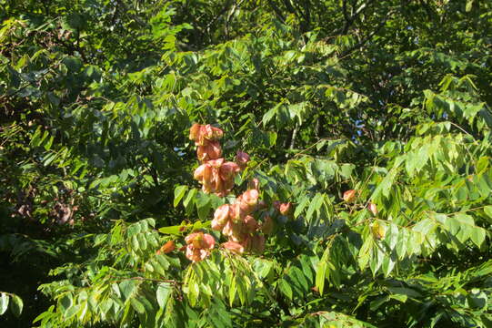 Image of Golden-rain tree