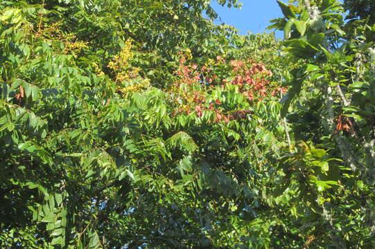 Image of Golden-rain tree